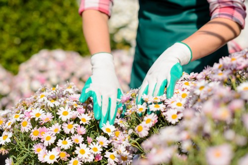 Seasonal garden maintenance in East Barnet with tidy borders and healthy plants