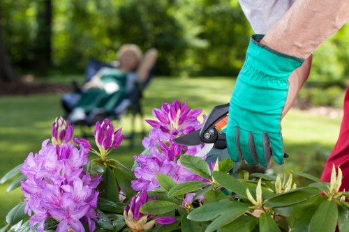 Hedge trimming and pruning in an East Barnet garden