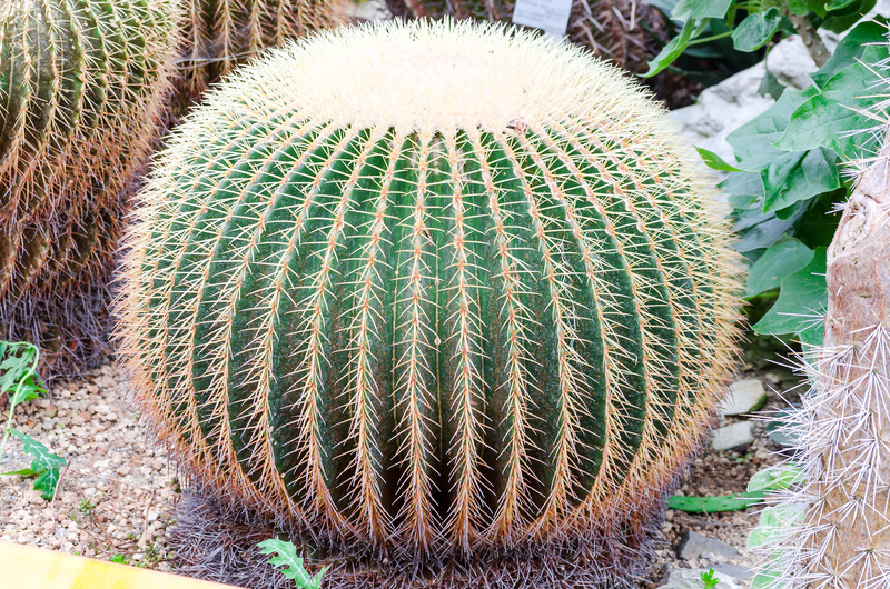 landscape design garden