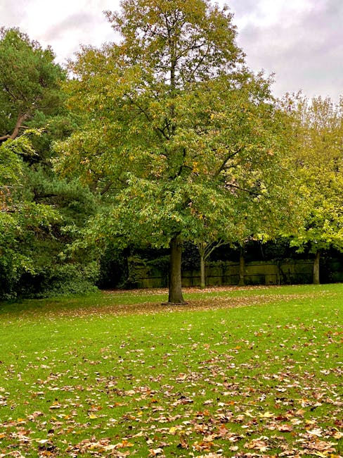 A large deciduous tree with a sturdy, straight trunk and a broad canopy of green and yellow leaves, standing in the center of a well-maintained lawn at Oak Hill Park. The grass is lush and green, with